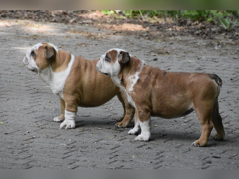 Englische Bulldogge