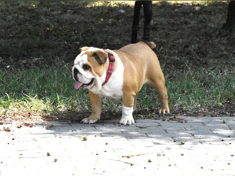 Englische Bulldogge