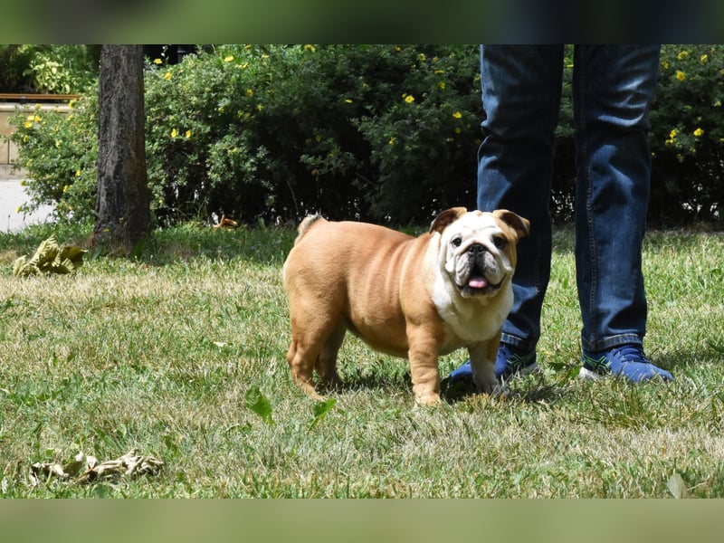 Englische Bulldogge