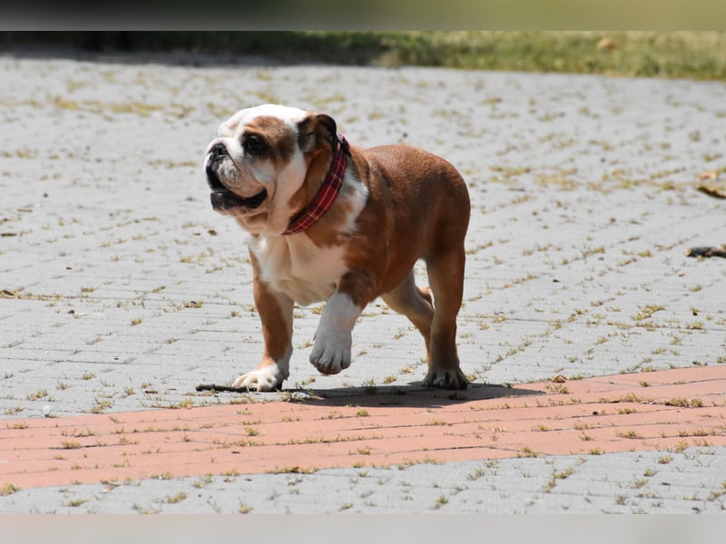 Englische Bulldogge