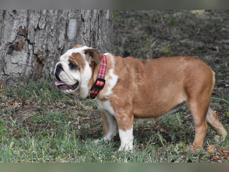 Englische Bulldogge