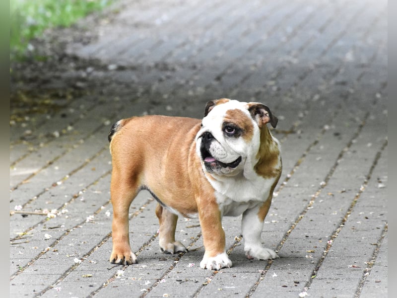 Englische Bulldogge
