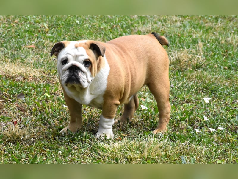 Englische Bulldogge
