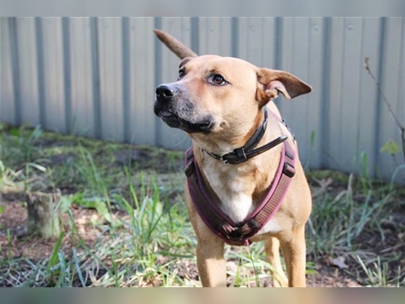 Melba, Schäferhund-Bulldoggenmix, geb. 2023, aktive, liebe Junghündin