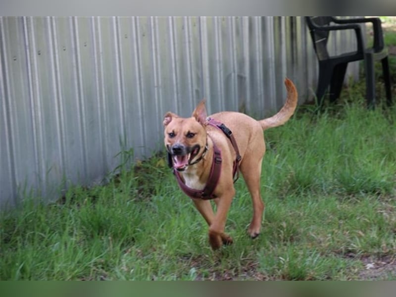 Melba, Schäferhund-Bulldoggenmix, geb. 2023, aktive, liebe Junghündin