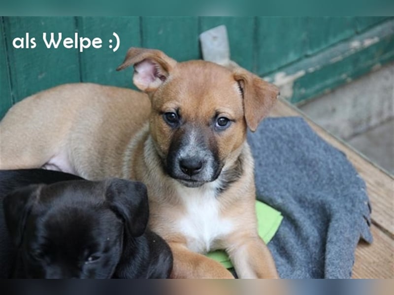 Melba, Schäferhund-Bulldoggenmix, geb. 2023, aktive, liebe Junghündin