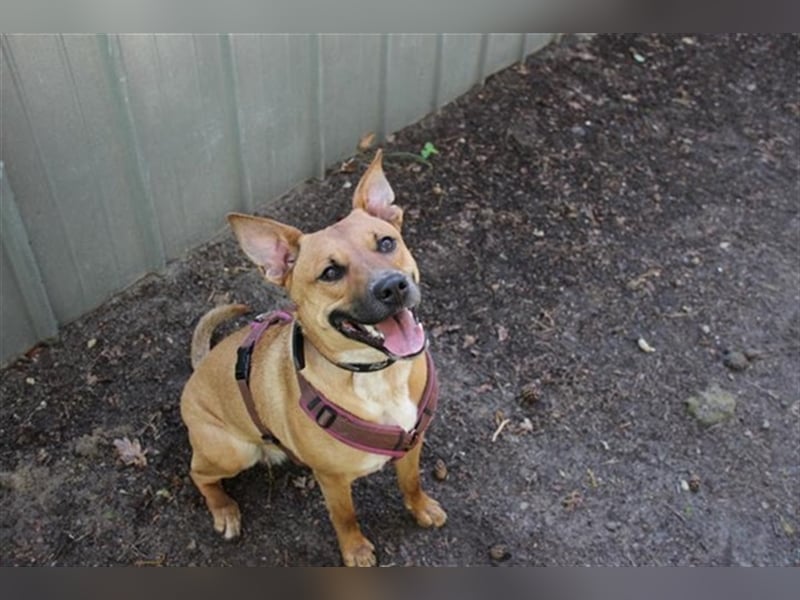 Melba, Schäferhund-Bulldoggenmix, geb. 2023, aktive, liebe Junghündin