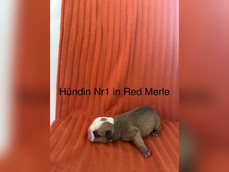 Hündin Nr 1