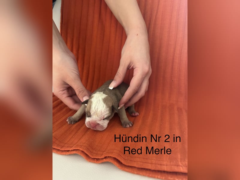 Hündin Nr 2