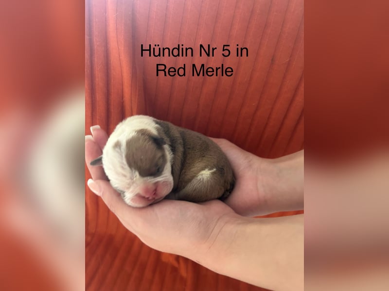 Hündin Nr 5