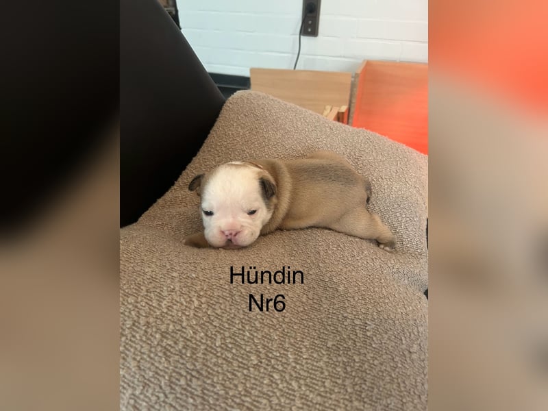 Hündin Nr 6