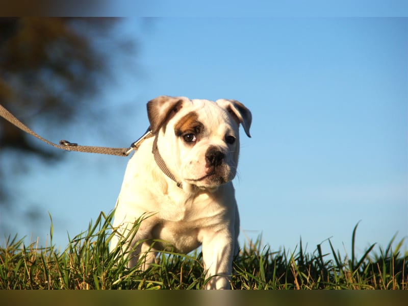 Englische Bulldog alternativ vom Zwieseltal