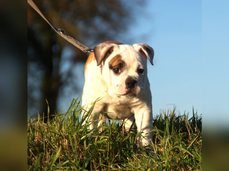 Englische Bulldog alternativ vom Zwieseltal