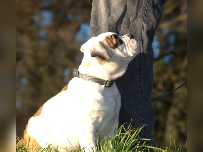Englische Bulldog alternativ vom Zwieseltal