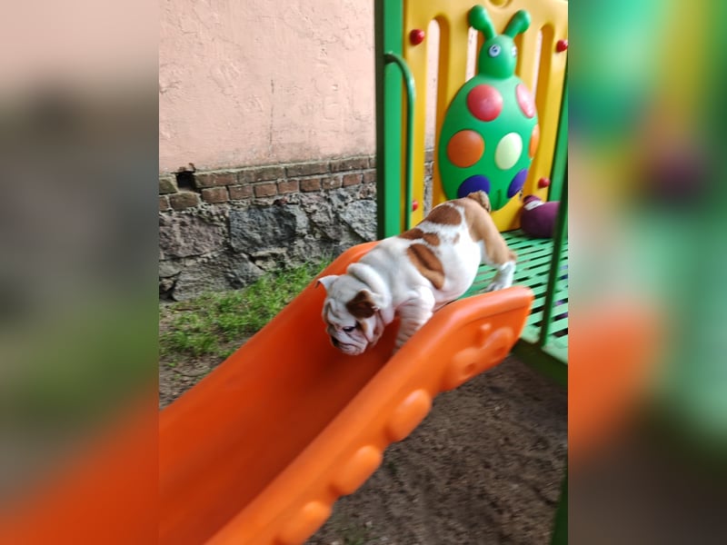 Englische Bulldogge Welpen mit FCI Papiere