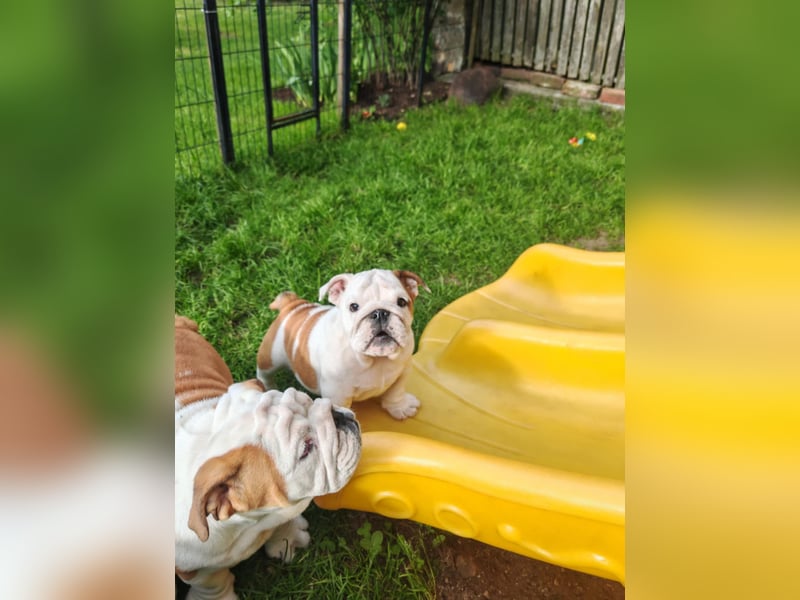 Englische Bulldogge Welpen mit FCI Papiere