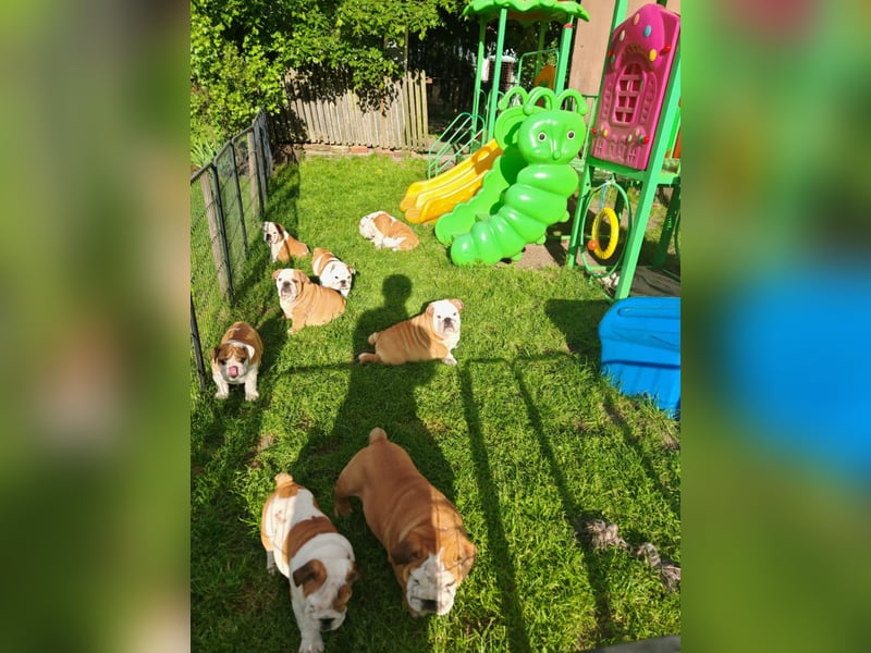 Englische Bulldogge Welpen mit FCI Papiere