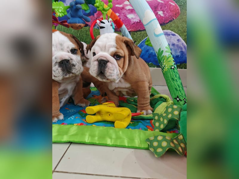 Englische Bulldogge Welpen mit FCI Papiere