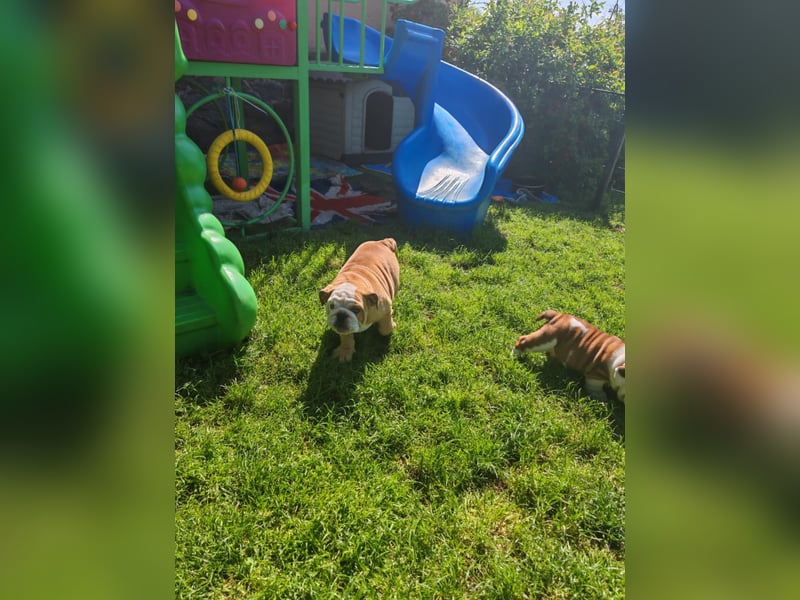 Englische Bulldogge Welpen mit FCI Papiere