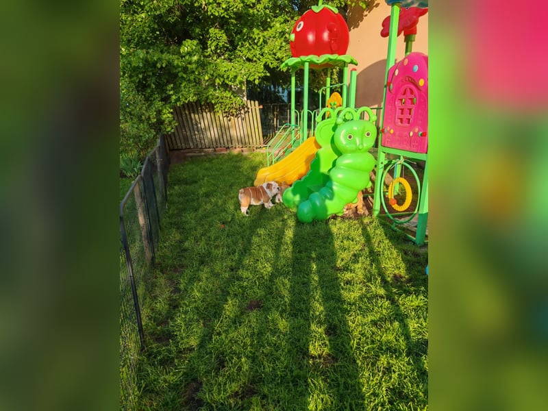 Englische Bulldogge Welpen mit FCI Papiere