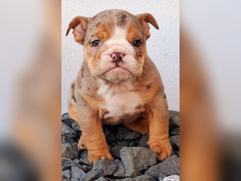 New Englisch Bulldog