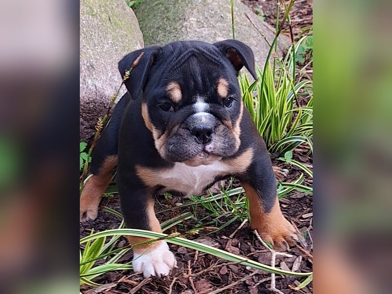 New Englisch Bulldog