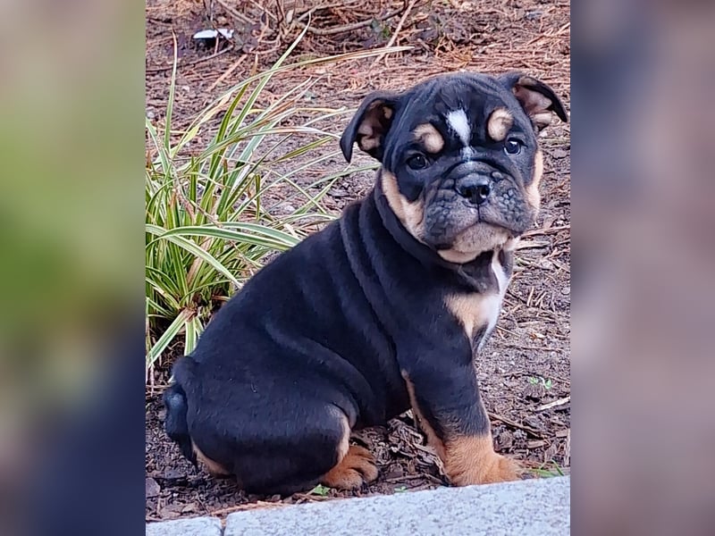 New Englisch Bulldog