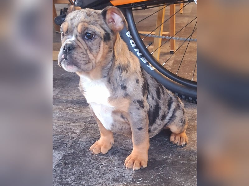 New Englisch Bulldog