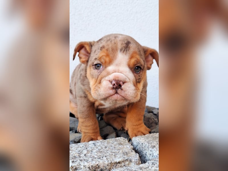 New Englisch Bulldog