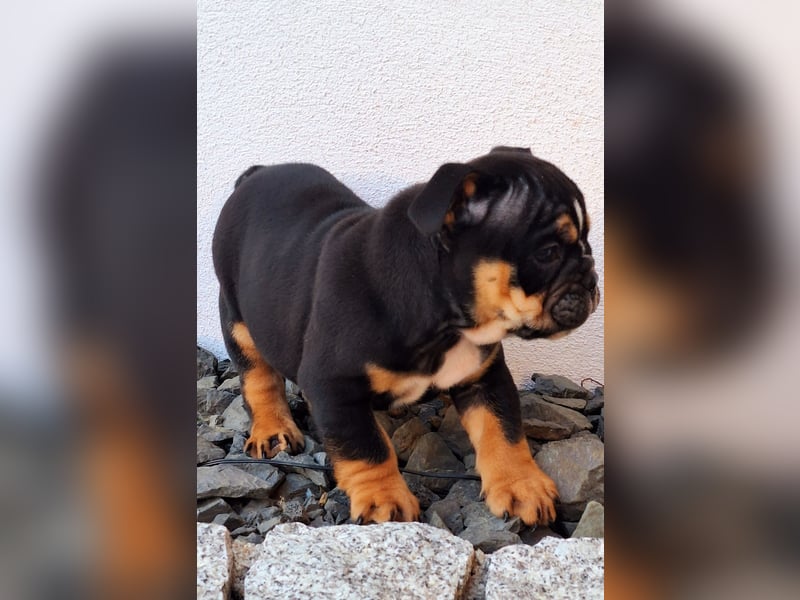 New Englisch Bulldog