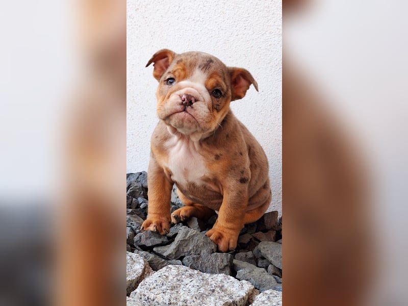 New Englisch Bulldog