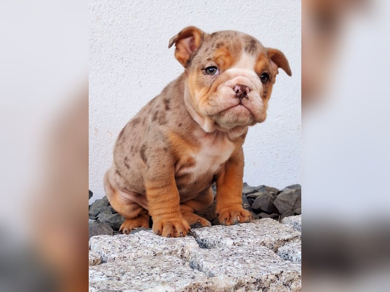 New Englisch Bulldog