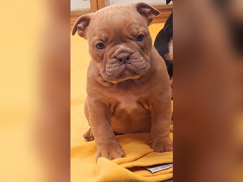 New Englisch Bulldog Babys