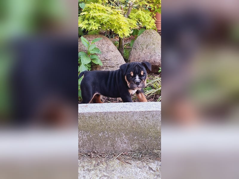 New Englisch Bulldog
