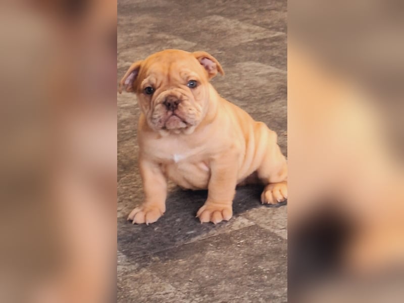 New Englisch Bulldog Babys