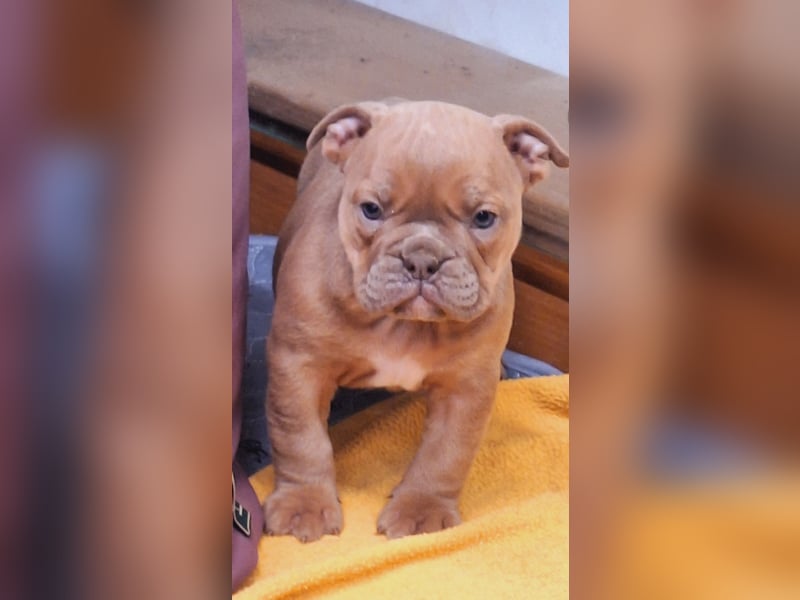 New Englisch Bulldog Babys