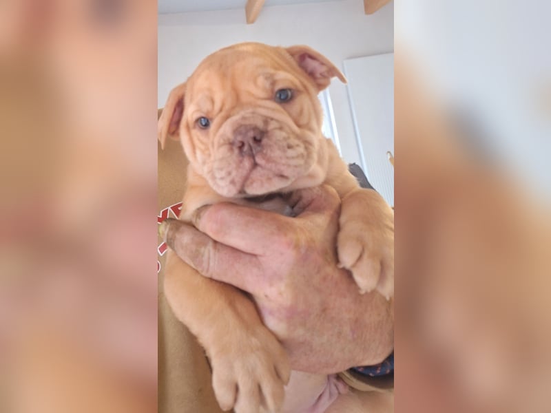 New Englisch Bulldog Babys