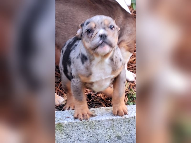 New Englisch Bulldog