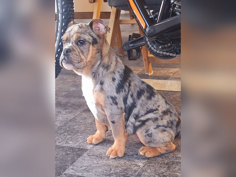 New Englisch Bulldog