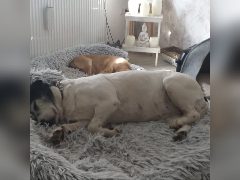 Dona eine liebe Knutschkugel