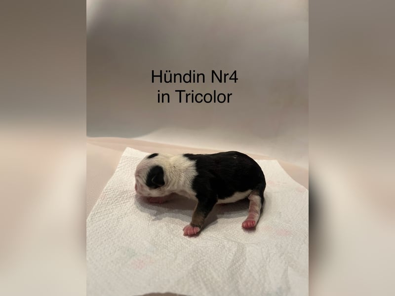 Hündin Nr 4