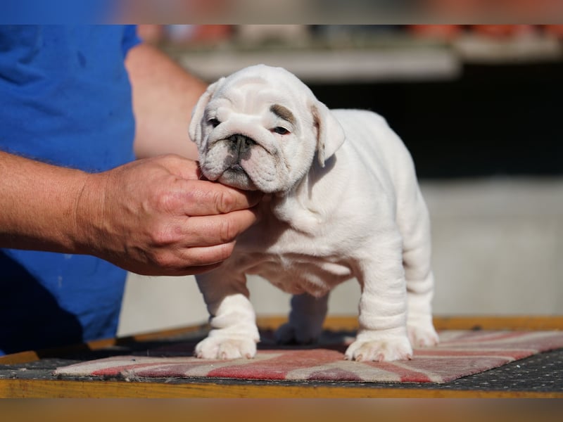 Reinrassige Englische Bulldoggenwelpen mit FCI-Papieren