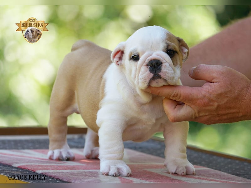 Reinrassige Englische Bulldoggenwelpen mit FCI-Papieren