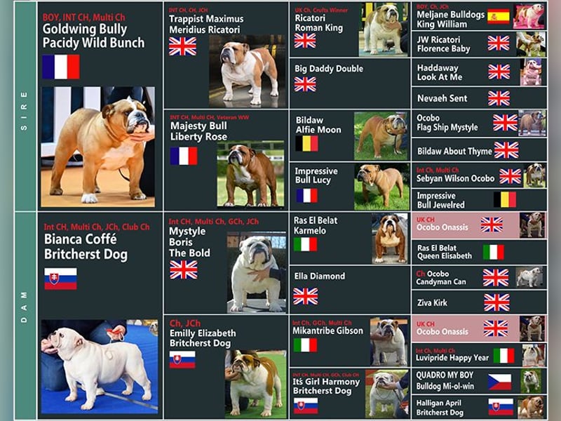 Reinrassige Englische Bulldoggenwelpen mit FCI-Papieren