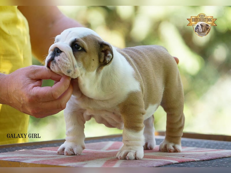 Reinrassige Englische Bulldoggenwelpen mit FCI-Papieren