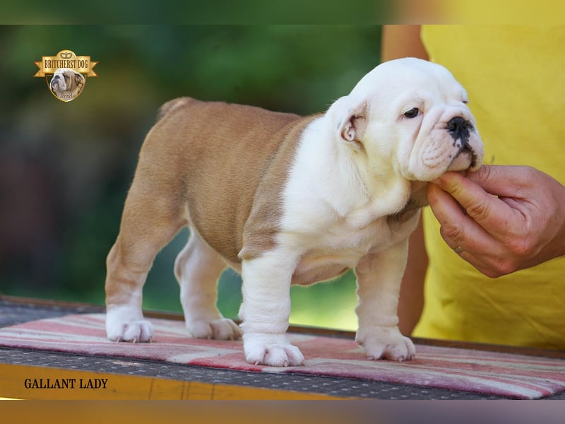 Reinrassige Englische Bulldoggenwelpen mit FCI-Papieren