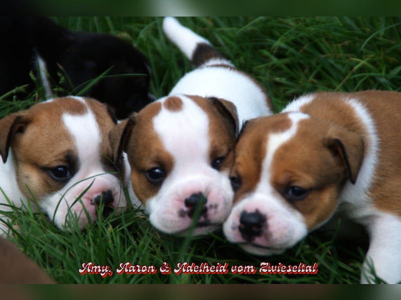 Bulldogs vom Zwieseltal