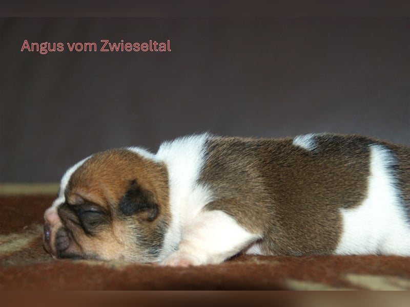 Bulldogs vom Zwieseltal