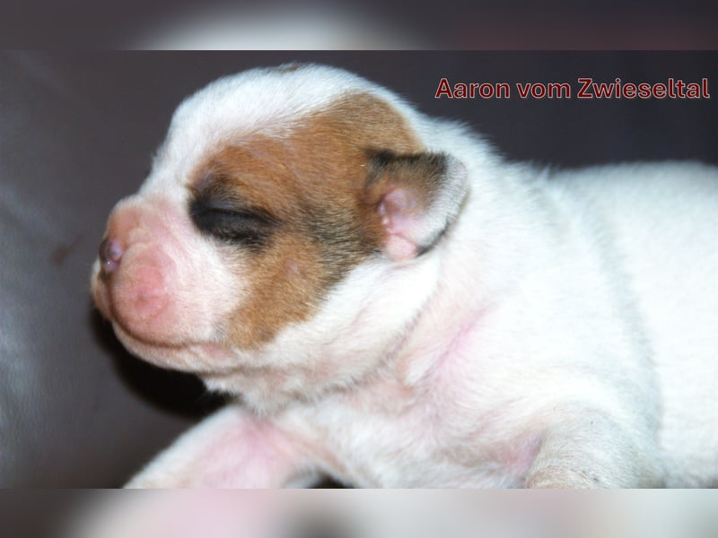 Bulldogs vom Zwieseltal