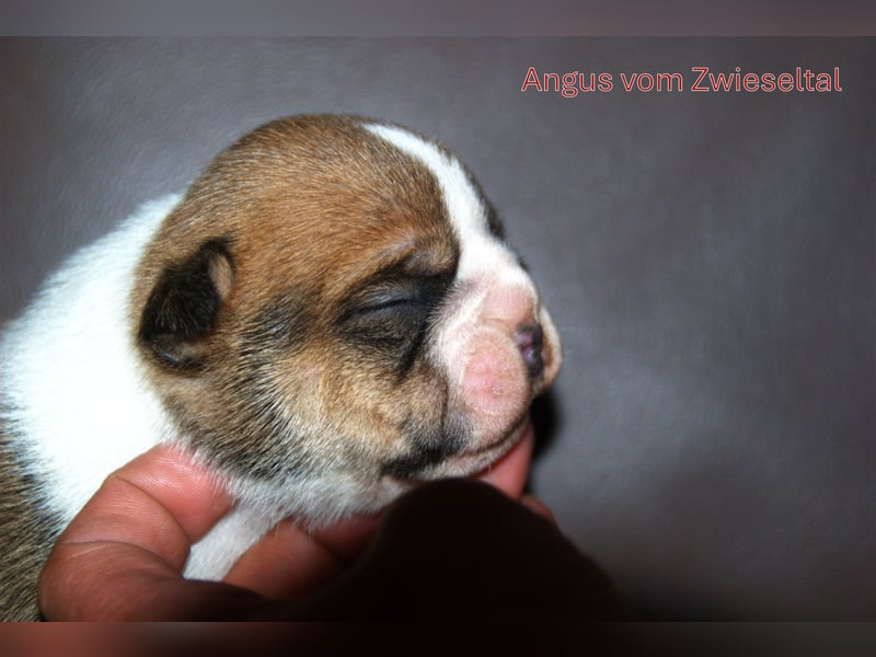 Bulldogs vom Zwieseltal